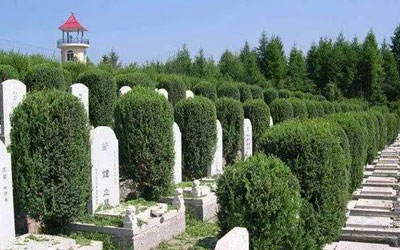 墓地旁边种树，对墓穴造成什么影响呢？