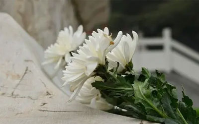 昆明公墓网告诉你祭奠鲜花应该用什么花 ，一般包几朵？