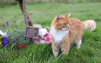 墓地里一位优雅的“猫咪礼仪师”
